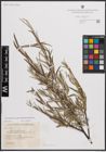 Foto von Salix eleagnos subsp. angustifolia (Cariot) Rech. f.